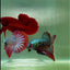 Plakat Alien Samurai Male Betta #A213