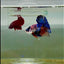 Plakat Koi Multicolor Male Betta #M129