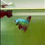 Plakat Alien Samurai Male Betta #A208