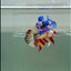 Plakat Koi Multicolor Female Betta #Ju30