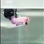 Crowtail Pink Pastel Female Betta #Au48
