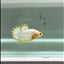Plakat Yellow Fancy Copper Male Betta #Au56