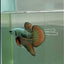 Plakat Alien Samurai Male Betta #Ju38