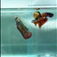 Plakat Alien Samurai Female Betta #Au84