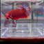 Red Fancy Star A143 Plakat - Male Betta