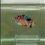 Plakat Koi Multicolor Female Betta Giant #N12