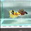 Plakat Yellow Copper Male Betta #Au97