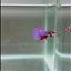 [Rare]Hybrid Alien Purple S26 Plakat - Male Betta