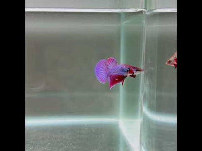 [Rare]Hybrid Alien Purple S26 Plakat - Male Betta