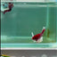 Plakat Dumbo Lavender Male Betta #Ma13