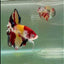 Plakat Koi Multicolor Male Betta Giant #Ju01