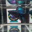 Avatar Blackblue King Halfmoon - Female Betta A27