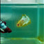 Plakat Yellow Fancy Copper Male Betta #Ma19