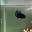 Plakat Avatar Galaxy Male Betta #J34