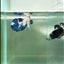 Plakat Marble Dot Male Betta #Au45