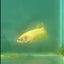Plakat Super Yellow Female Betta #Ma38