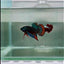 Plakat Green Imbellis Male Betta #N114