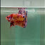 Plakat Koi Multicolor Male Betta Giant #A204