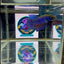 Wild Mahachai Blue J37 Plakat - Male Betta