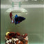Plakat Avatar Galaxy Male Betta #J36