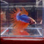 Mascot Orange Crowntail Halfmoon A109 - Male Betta