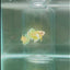 Plakat Super Gold Female Betta #N52