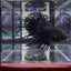 Black Orchid Crowntail Halfmoon A114, A148 - Male Betta