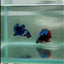 Dumbo Plakat Blue Male Betta #N41