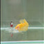 Plakat Yellow Vandar Dot Male Betta #D21