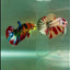 Plakat Koi Green Eye Male Betta #Ju18