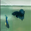 Plakat Black Grey Male Betta #A222