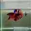Plakat Koi Multicolor Male Betta Giant #N08