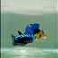 Plakat Blue Samurai Female Betta #Ju56