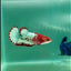 Plakat Red Fancy Copper Female Betta #Ma24