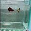 Plakat Yellow Fancy Male Betta #N85