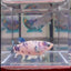 Marble Dot A131 Plakat - Female Betta