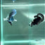 Dumbo Big Ear Blue Plakat - Male Betta #Au53