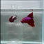Halfmoon Red Male Betta #N112