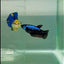 Plakat Blue Samurai Female Betta #Ju55