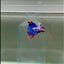 Halfmoon Nemo Multicolor Male Betta #D10