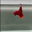 Halfmoon Super Red Male Betta #J01