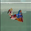 Halfmoon Koi Multicolor Female Betta #Ju36