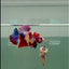 Plakat Koi Multicolor Male Betta #Ju26