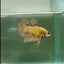 Plakat Yellow Vanda Male Betta #Ju14
