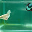 Plakat Dumbo White Male Betta #MA18