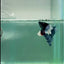 Plakat Dumbo Blue Male Betta #Ma14