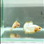 Plakat Yellow Fancy Copper Male Betta #Au57