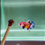 Koi Multicolor Metallic S64 Plakat - Male Betta
