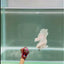 Dumbo Super White Rosetail S03 Halfmoon - Male Betta
