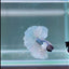 Dumbo Blue Whitetail S05 Halfmoon - Male Betta